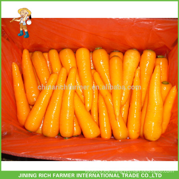 Shandong Nuevo Crop Fresh Carrot